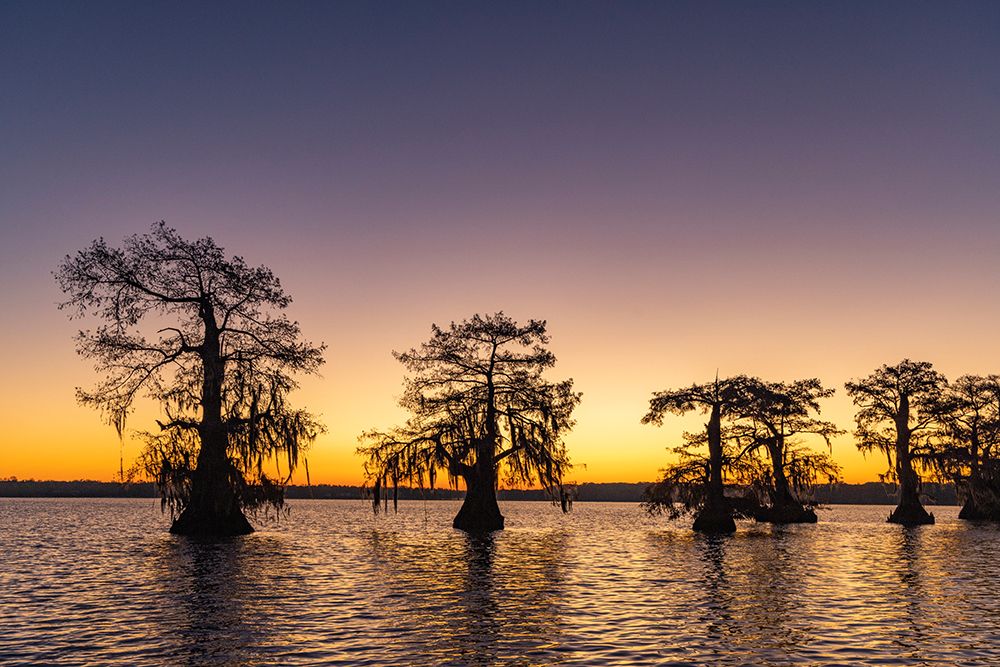 Cypress trees silhouetted at sunrise in autumn at Lake Dauterive near Loreauville-Louisiana-USA
